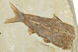 Limestone with Three Fossil Fish (Knightia) - Wyoming #354081-2